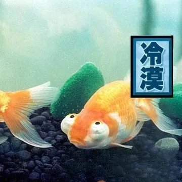 这难道是“一脸懵逼”鱼