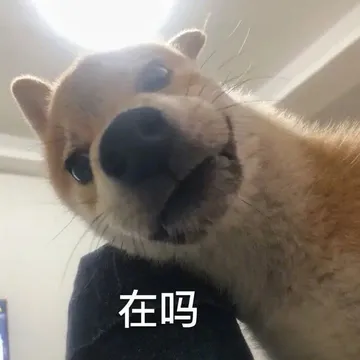 在吗 狗狗表情包（孙一宁王思聪聊天表情包）