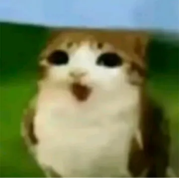 猫头鹰小猫表情包