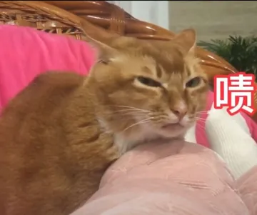 啧