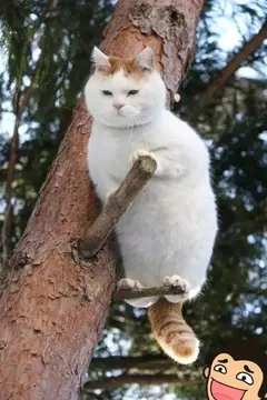 小猫上树