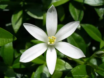 Jasmine Flower