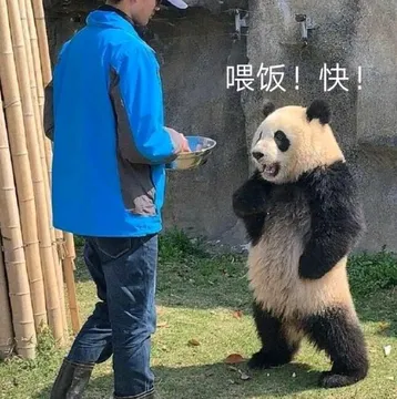喂饭!快!
