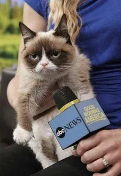 angry cat microphone
