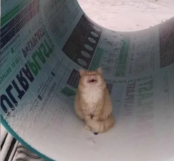 Cat laughing in tube