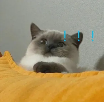 (猫咪震惊)