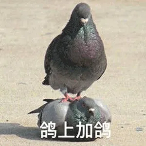 鸽上加鸽