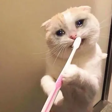 A(流泪猫咪刷牙表情包)