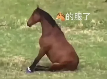 的服了(马的服了)