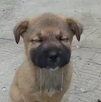 狗狗