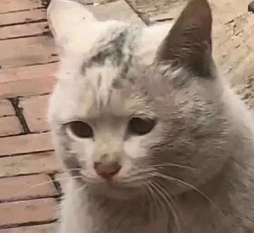 (猫咪日常丧)