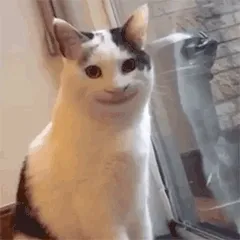 猫咪无奈
