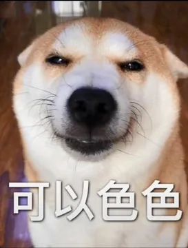 不可以色色表情包-可以色色（柴犬）