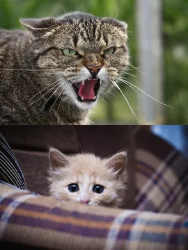 Angry and scared cat