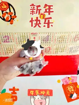 ?仓鼠圆圆的日常生活