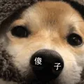 柴犬小Q来斗图