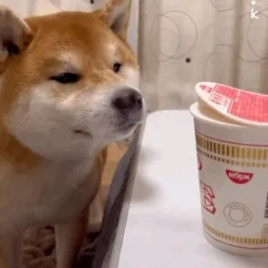 k(狗狗闻泡面表情包)