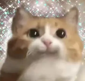 猫猫头表情包