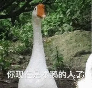 你现在是本鹅的人了