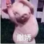 撒娇猪