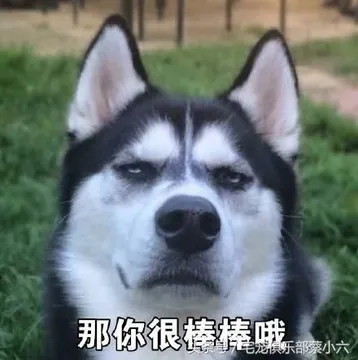 哈士奇与蘑菇头和熊猫人