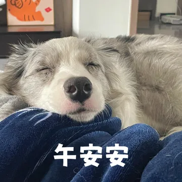 午安表情包送给各位ee