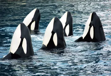 Avenging Orcas