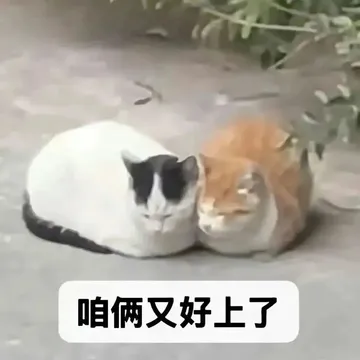 咱俩又好上了 两只猫咪贴贴