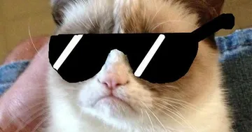 Grumy Cat Deal With It