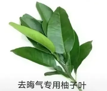 去晦气专用柚子叶