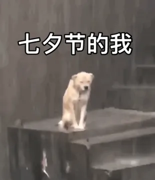 七夕节的我(单身狗表情包)