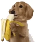 狗狗表情包动图