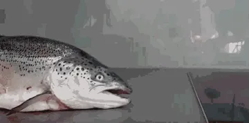 鱼鱼活了