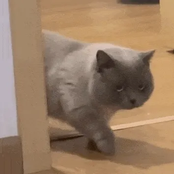 猫猫路过 GIF 动图表情包