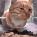 Side eye cat GIF Template