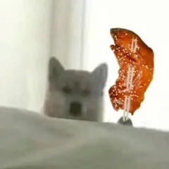 doge狗狗拿烤鸡翅动图表情包