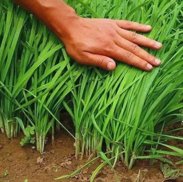 韭菜表情包