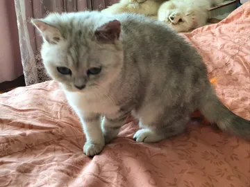 可爱猫咪