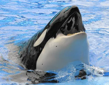 Orca