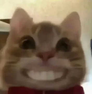 歪嘴猫猫表情包
