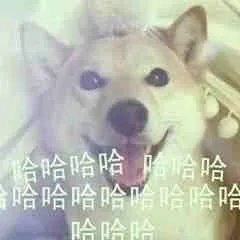 柴犬斗图表情包