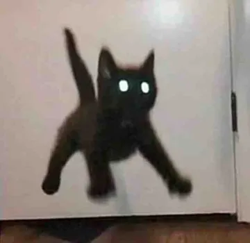 猫猫头表情包