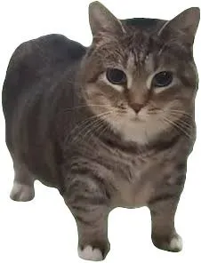 OIIA cat