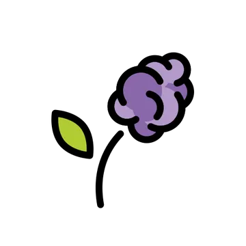 风信子