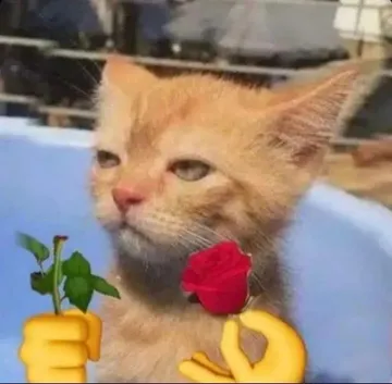 猫咪头拿玫瑰
