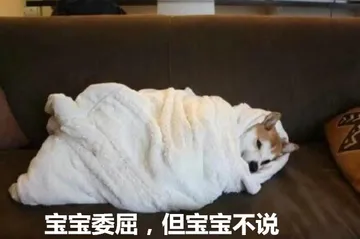 汪星人的表情