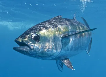 Tuna fish