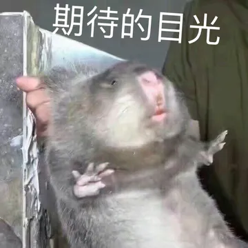 期待的目光