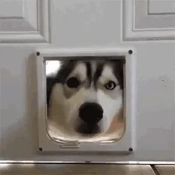 在吗?