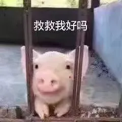 救救我好吗?(小猪)